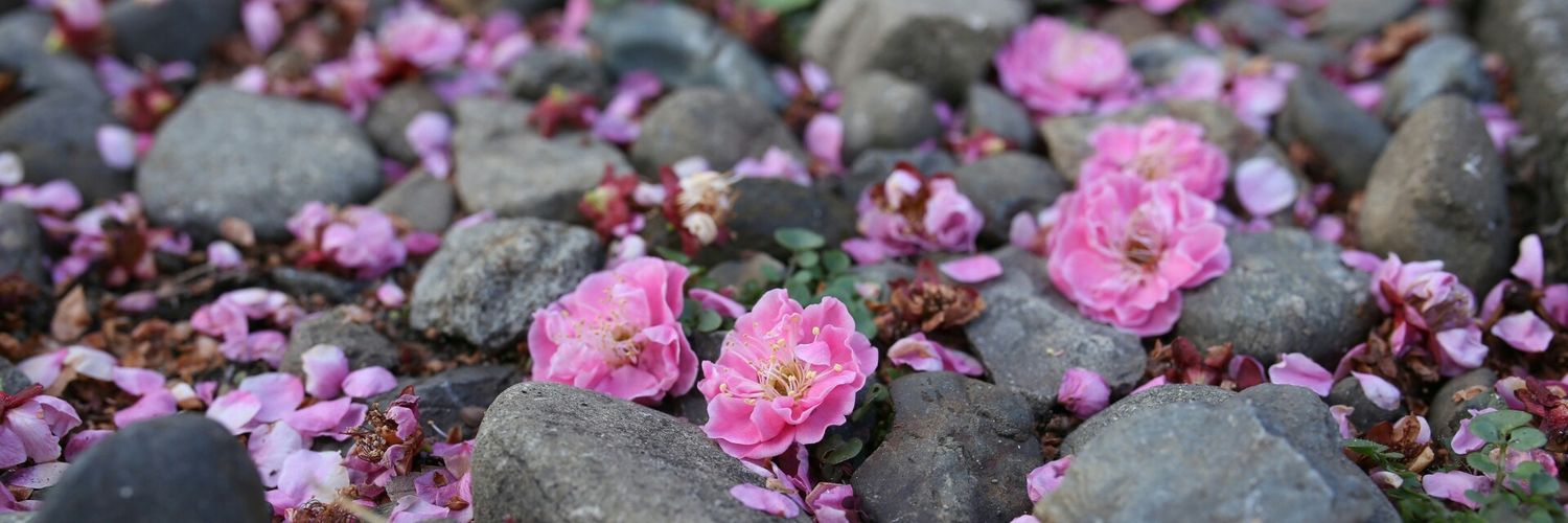 🐈‍⬛ Thomas 🐈‍⬛ banner