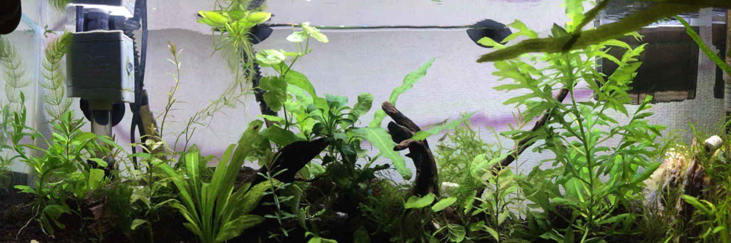 tanaD（監督/映像/撮影/写真） banner