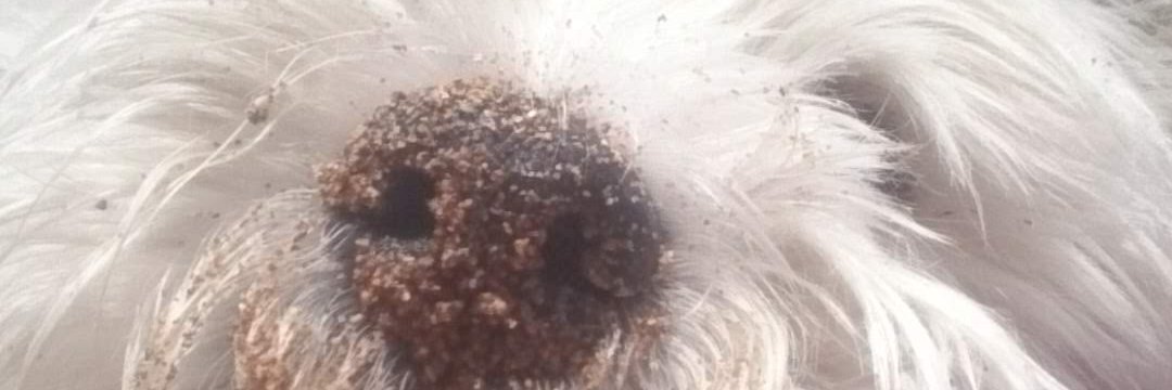 Buzz the Westie banner