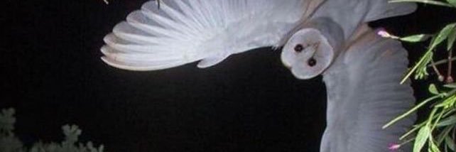 meow banner
