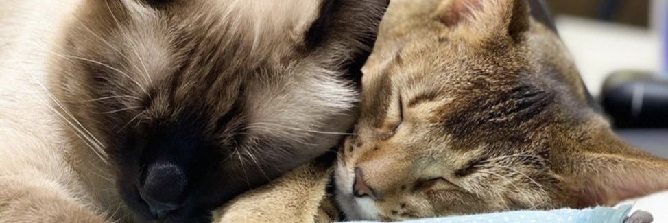 kukkoo24's profile banner image