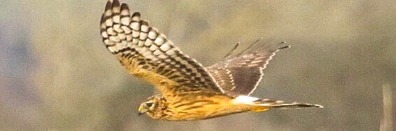 lencollard's profile banner image