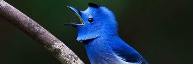 ASchakravarty's profile banner image