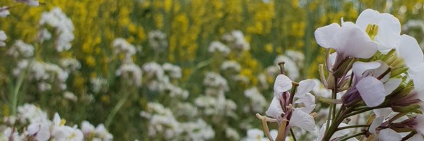 axmourpi Profile Banner