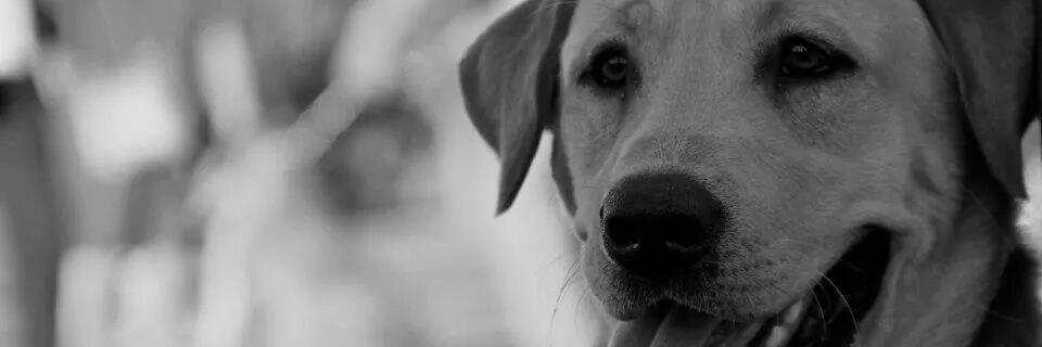 Daia♡  banner