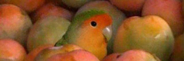 pillow_really's profile banner image