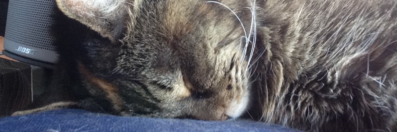 ShadowtCat's profile banner image