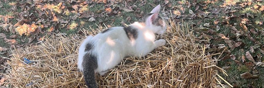 Micka_sirogricka banner