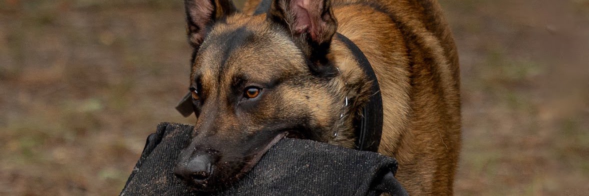 Amanda Folson banner