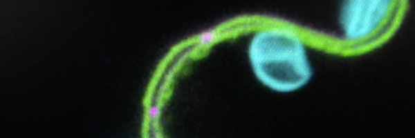 SvenjaSaile Profile Banner