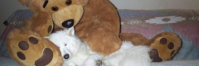 Eva banner