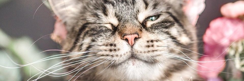 com de spoopy di ncing banner