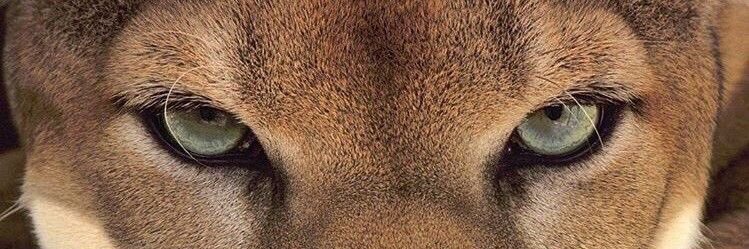 mauui00's profile banner image