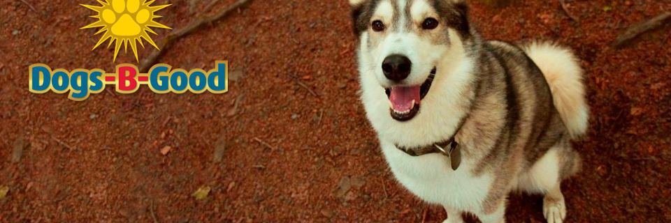 DogsBGood's profile banner image