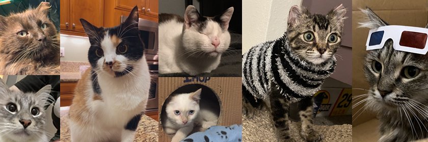 🚀RocketCatRescue🐈 banner