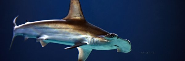 ElasmoBro Profile Banner