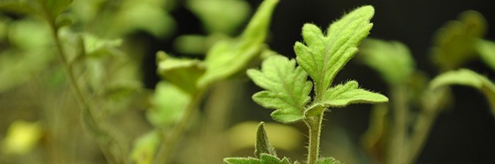 International Research Journal of Plant Science banner