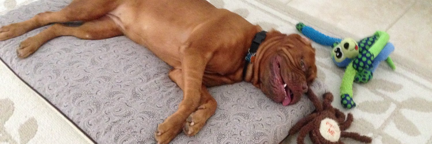 LEXI THE DOGUE banner