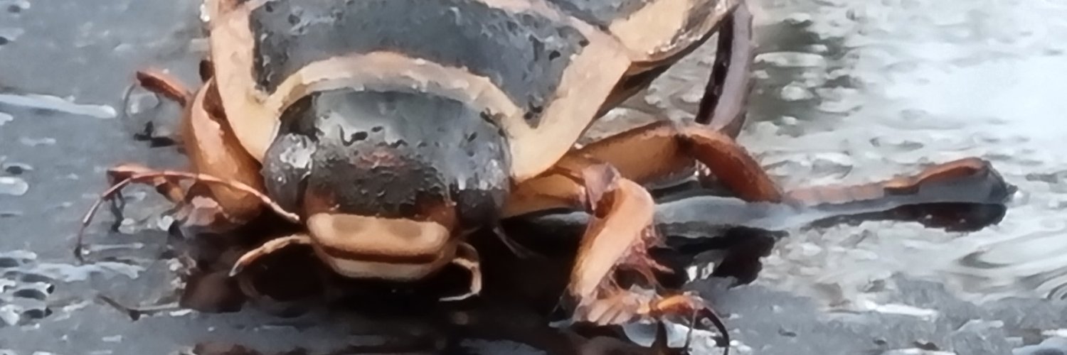 barkbroder's profile banner image