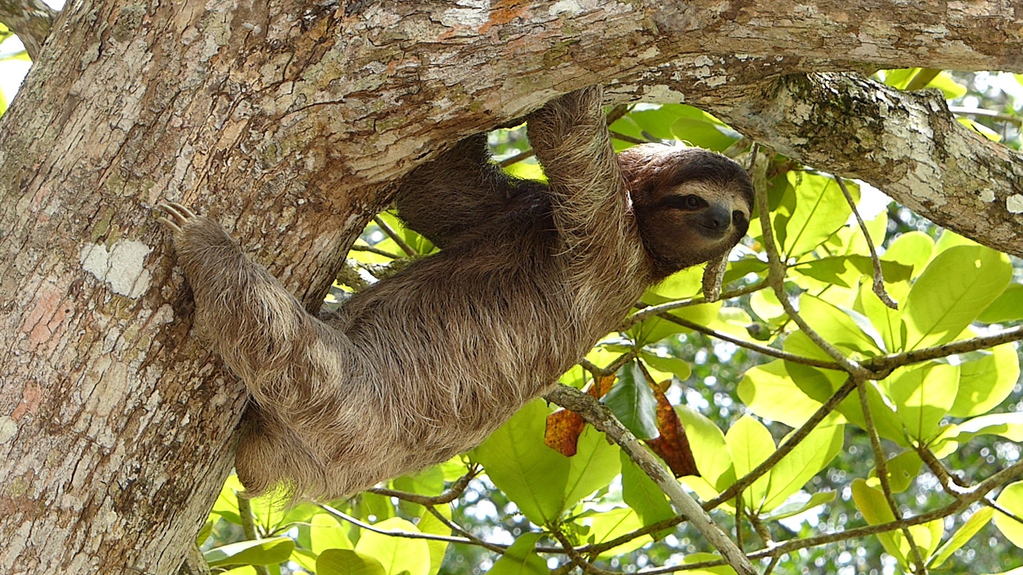 Sloth_YT19's profile banner image