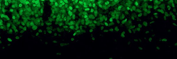 tablerlab Profile Banner