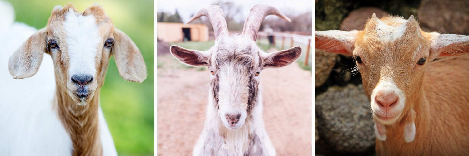 Goat of the Day 🐐's banner