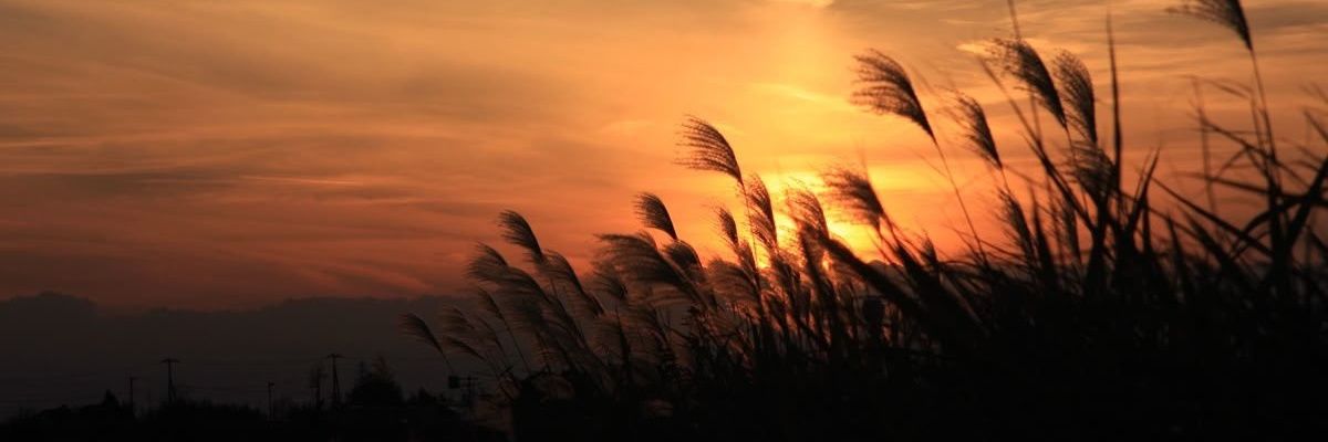 phronesisnexus's profile banner image