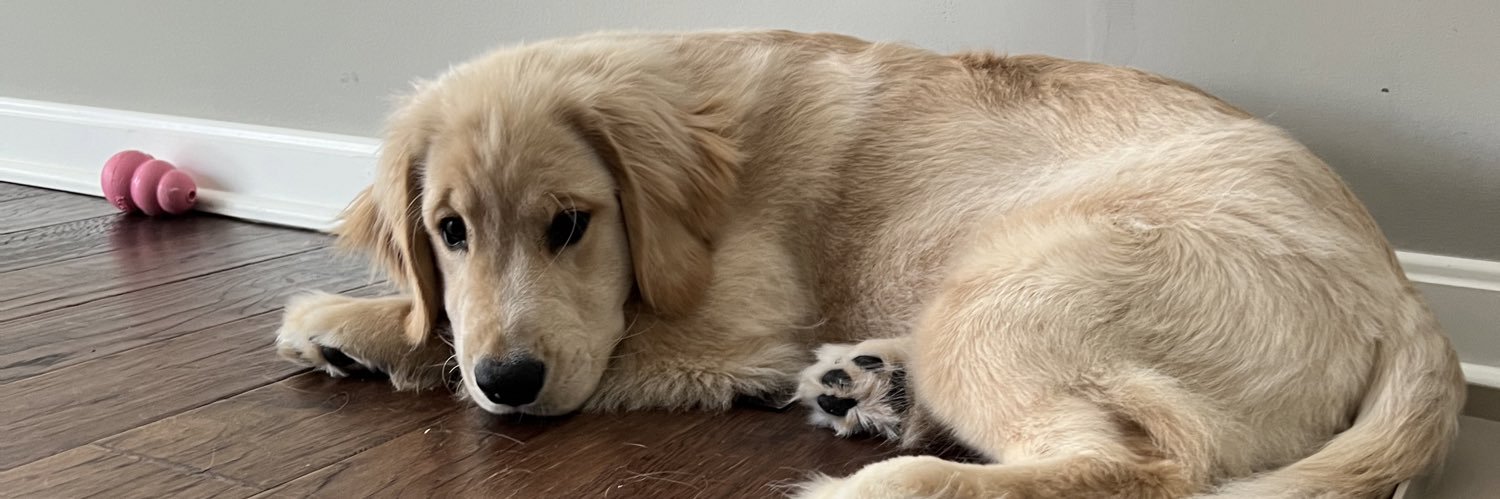 MSBGoldens's profile banner image