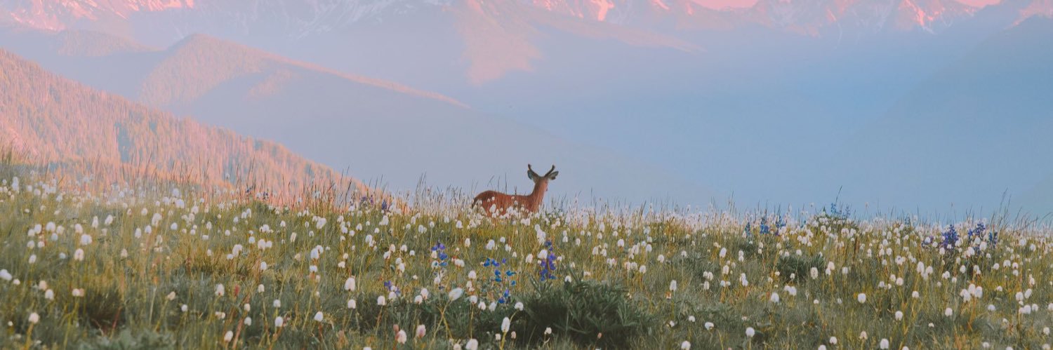 robertapupi's profile banner image