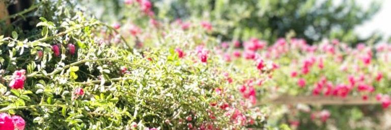 serifesezer9's profile banner image
