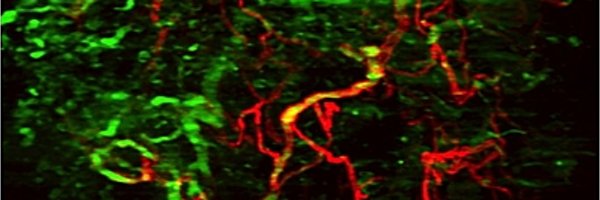 AndreaBassi78 Profile Banner