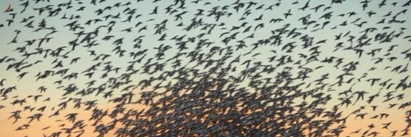 bp_acton Profile Banner