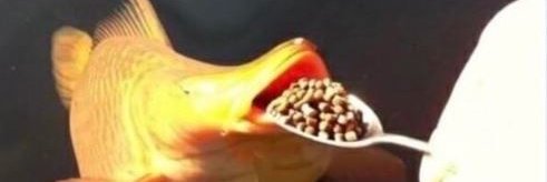 Noah Euthyk (NEW VID) banner