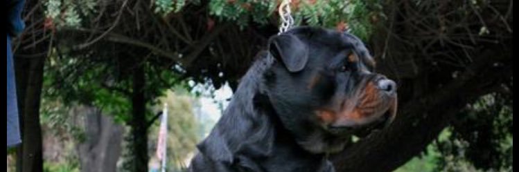 kilo0277's profile banner image