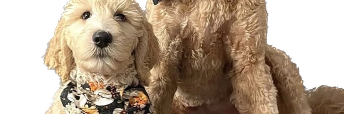 Stephen Atkinson banner