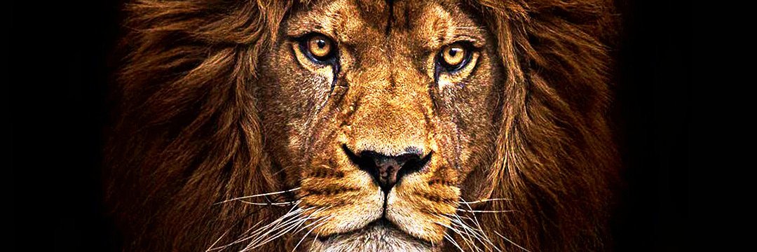 RealPatriotGal's profile banner image
