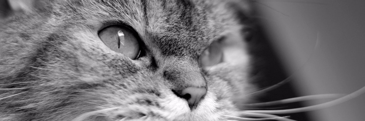 chusavila84's profile banner image