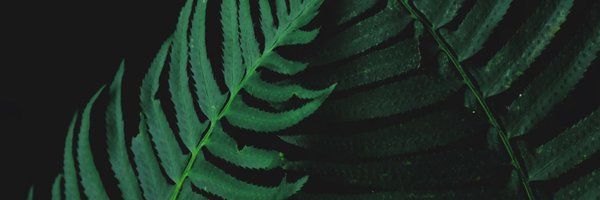 Dinky 🌿🌱 Profile Banner