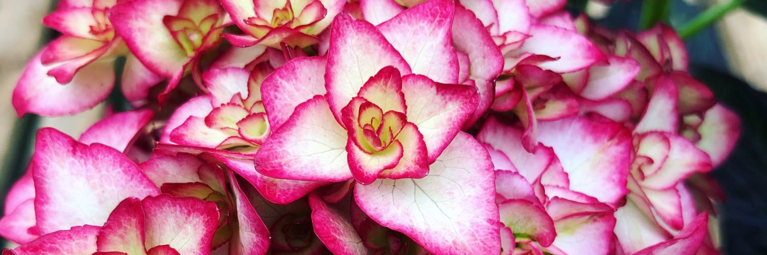 Cornish Hydrangeas banner