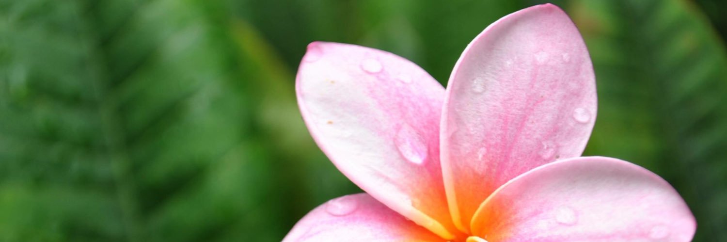 Montcrieffe's profile banner image