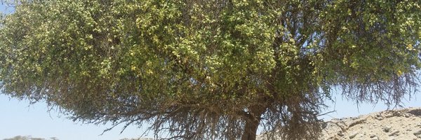 im2dizzy Profile Banner