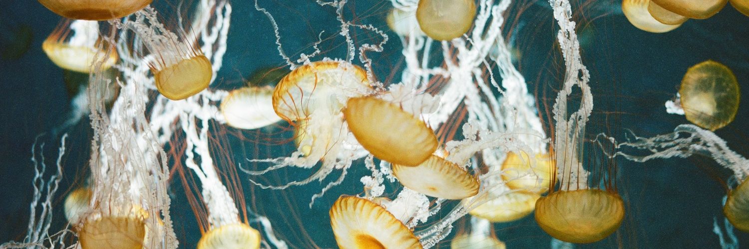 【本田寫眞】Chikashi🪼 banner