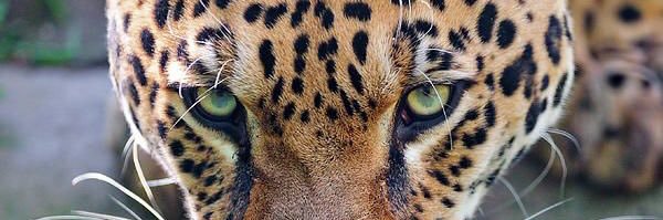 islabrm's profile banner image