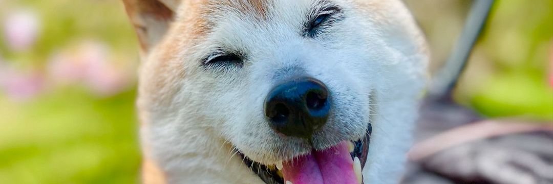 @born2cryloud banner