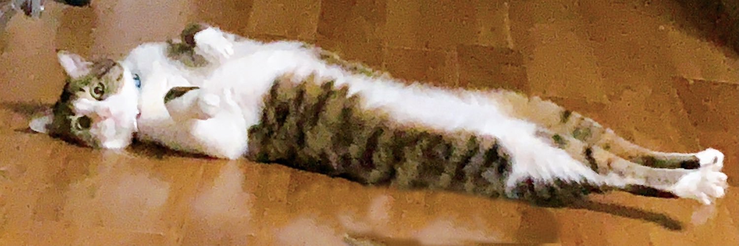 nob_bucca's profile banner image
