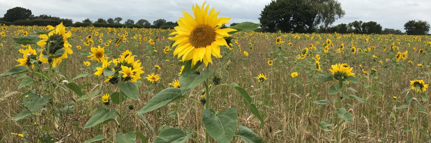 Dr Jill Halstead PhD banner