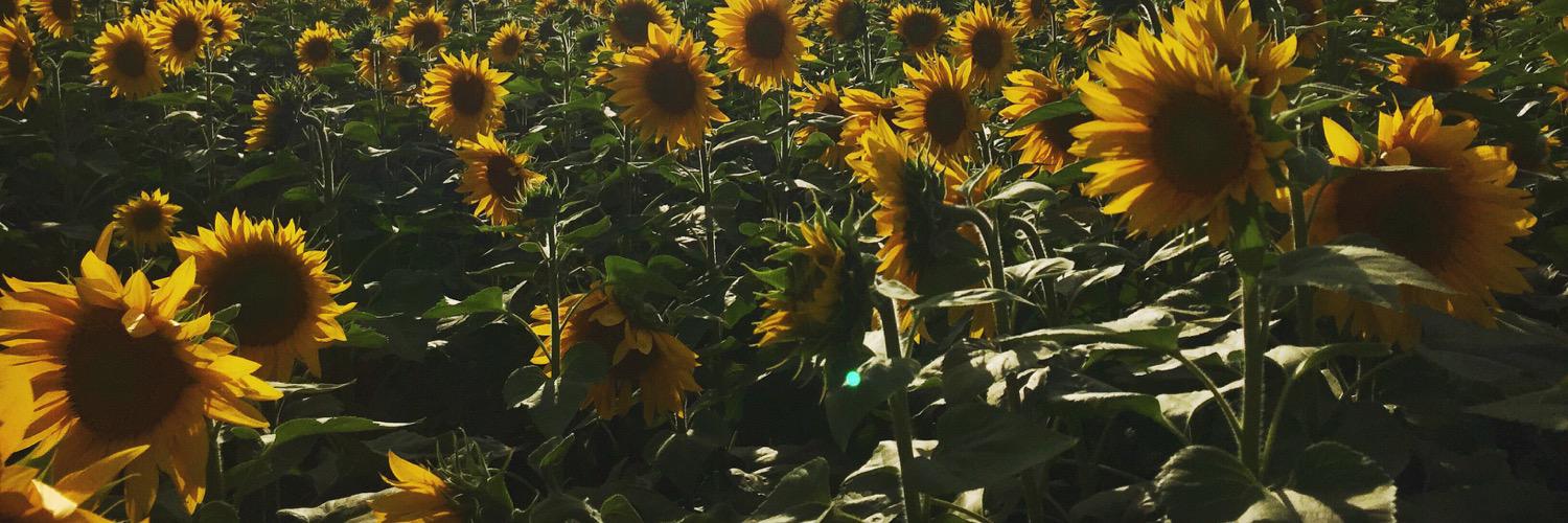 themadisonthomp's profile banner image