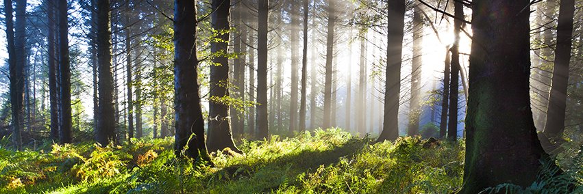 The Stable Company banner