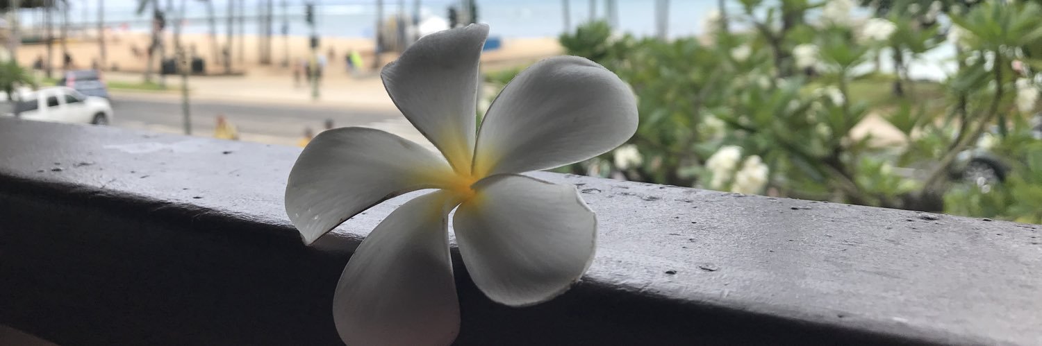 MihoRiddle's profile banner image