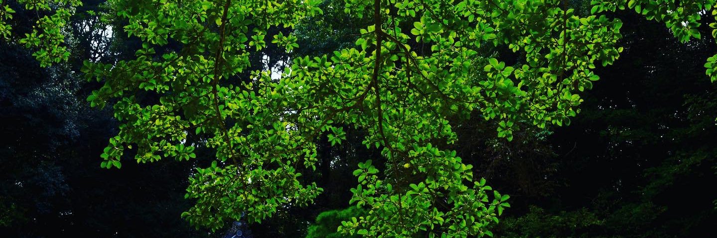 IOSUI0509's profile banner image